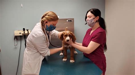 Newtown vet - Our doors and hearts are always open. Beacon 24/7 Veterinary ER is the go-to team of emergency veterinarians in St. Petersburg for pet parents seeking immediate emergency …